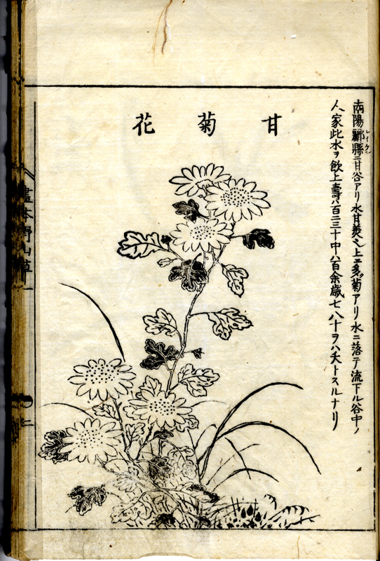 日本山草図譜 日本山草図譜 日本植物学《本草图谱》 | Musée Guimet