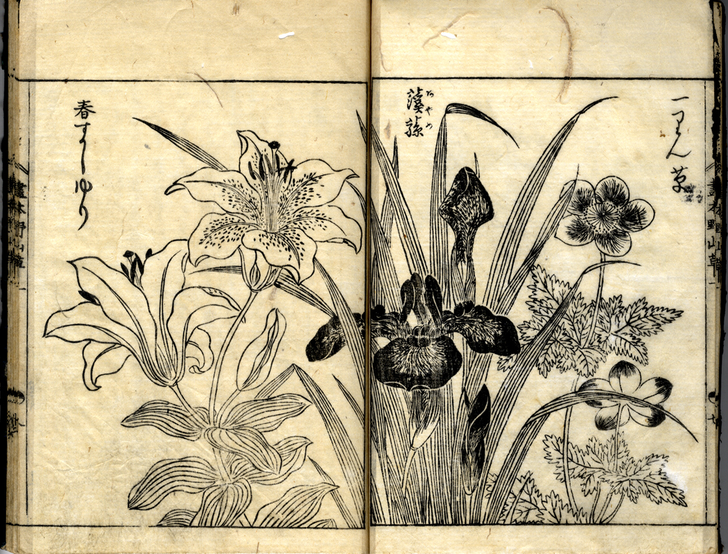 日本山草図譜 日本山草図譜 日本植物学《本草图谱》 | Musée Guimet